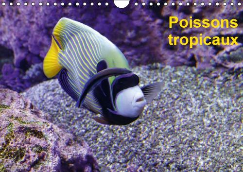 Poissons tropicaux 2019