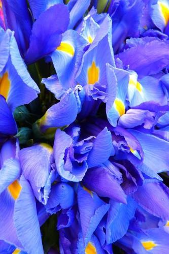 Royal Blue Iris in the Garden Journal
