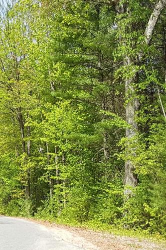 Journal Winding Country Road Springtime