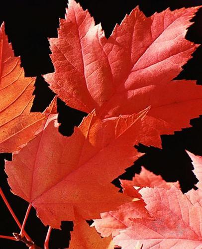 School Composition Book Maple Leaves Fall Season 130 Pages