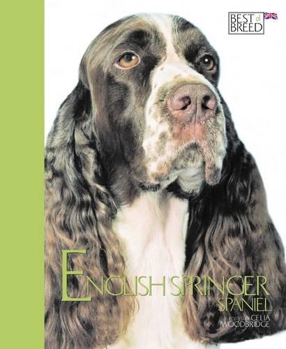 English Springer Spaniel