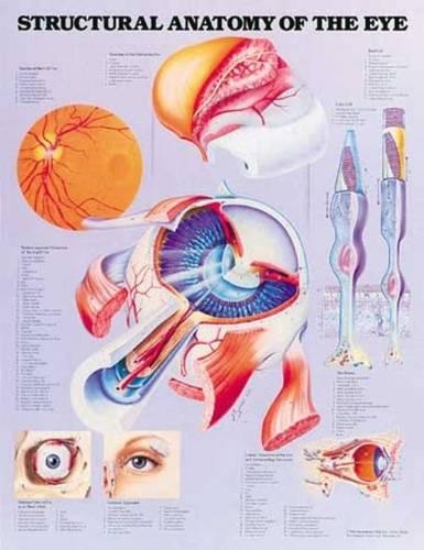 Structural Anatomy of the Eye Anatomical Chart: (English)