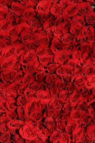 Massive Bed of Red Roses Journal