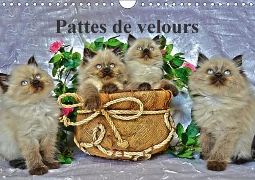 Pattes De Velours 2018