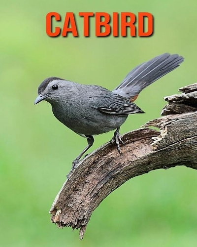 Catbird: Amazing Facts about Catbird