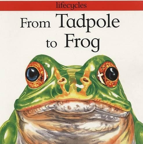 From Tadpole to Frog