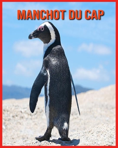 Manchot du Cap