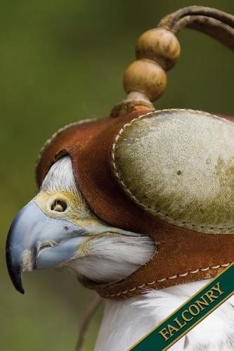 Falconry