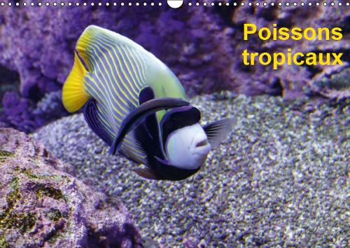 Poissons tropicaux 2019