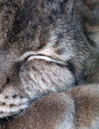 Lynx Notebook: Notebook with 150 lined pages