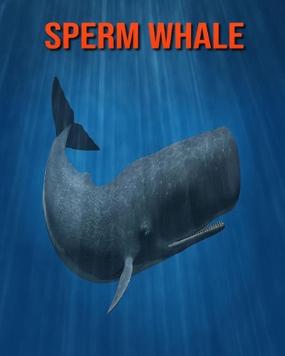 Sperm Whale