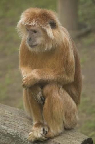 Javan Langur Monkey Journal