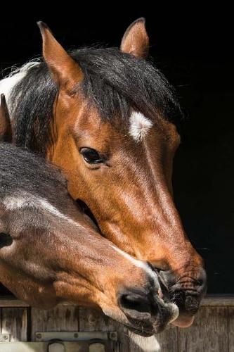 Horses Notebook