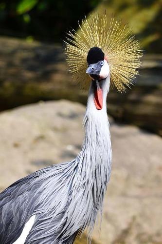 Say Hello to the Grey-Crowned Crane Bird Journal
