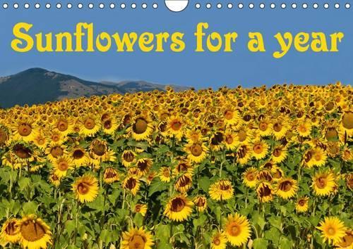 Sunflowers for a year 2016: Fresh big yellow sunflowers are beautiful. Let them brighten your year and make you smile every day!(Calvendo Nature)