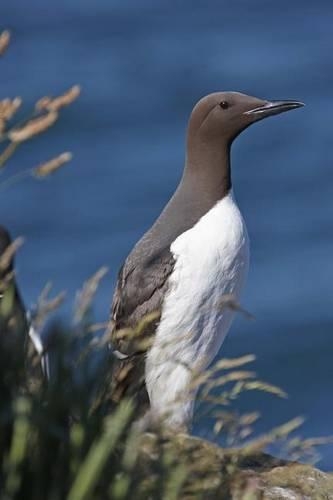 Guillemot Bird Journal