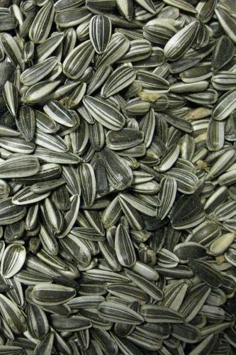 Sunflower Seeds Notebook