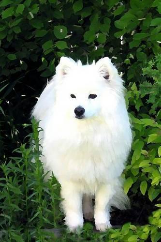American Eskimo Dog: "Eskie" Journal/Notebook/Diary 160 Pages(English)