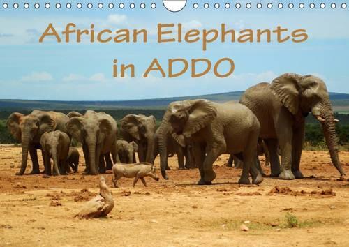 African Elephants in Addo 2017: Beautiful Photographs of Wild Elephants in the Addo National Elephant Park/South Africa.(Calvendo Animals)