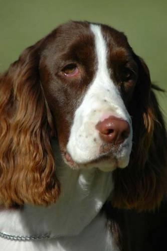 The English Springer Spaniel Dog Journal: 150 page lined notebook/diary(English)