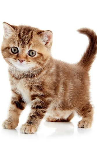 British Shorthair Kitten Notebook & Journal. Productivity Work Planner & Idea Notepad