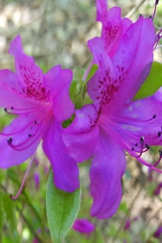 Purple Flowers 2019 Daily Planner Springtime 384 Pages