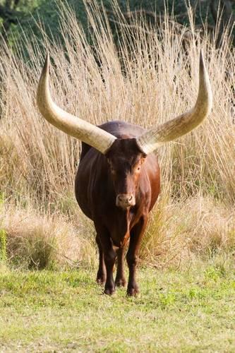 African Ankole Watusi Cow Journal