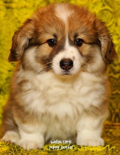 Welsh Corgi Puppy Journal