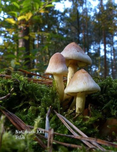 Notizbuch XXL Pilze: Format Letter (ca. A4), liniert auf weissem Papier, 100 Seiten(German)