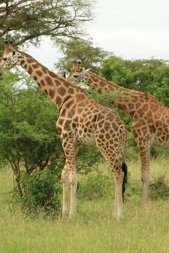 Giraffes at Murchison Falls in Uganda, Africa Journal
