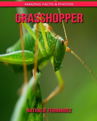Grasshopper
