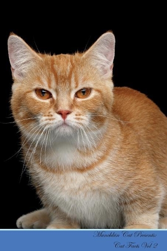 Munchkin Cat Presents