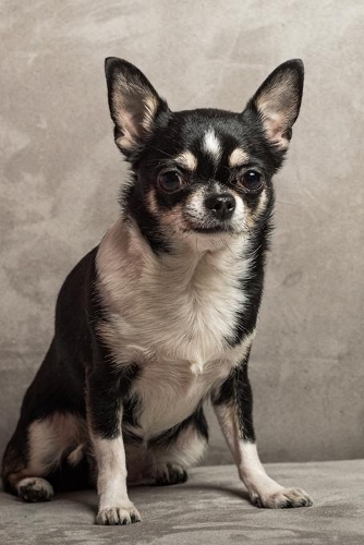 The Charming Chihuahua Journal