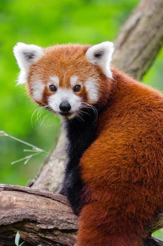 World's Cutest Animal Red Panda Journal