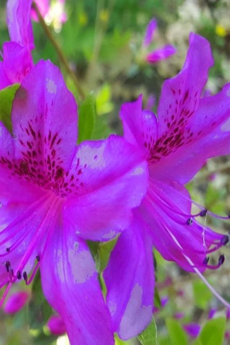 Purple Flowers Springtime 2019 Daily Planner 384 Pages