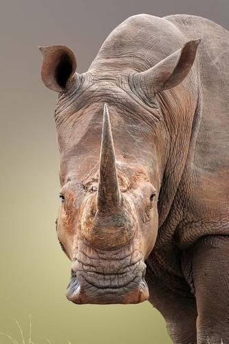 White Rhinoceros Journal