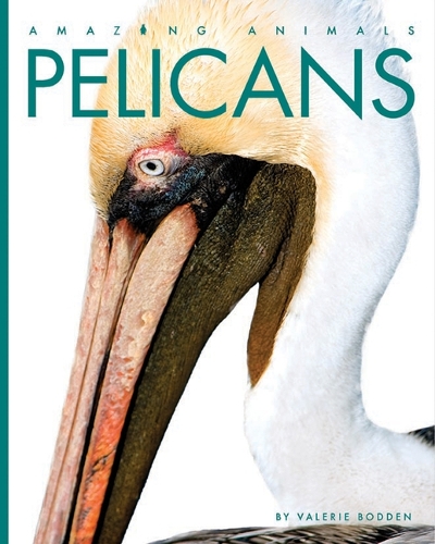 Pelicans