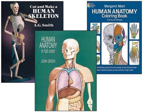 Human Anatomy Activity Set