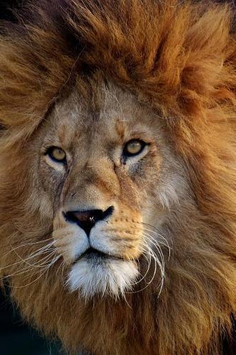 Gaze into the Face of the Lion Journal: 150 page lined notebook/diary