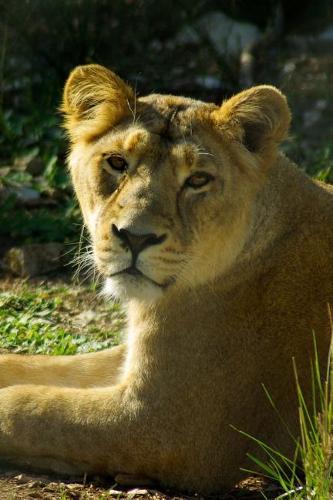 Lioness Says, Are You Sure You Want to Get Cute with Me? Journal