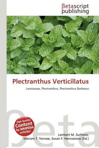 Plectranthus Verticillatus