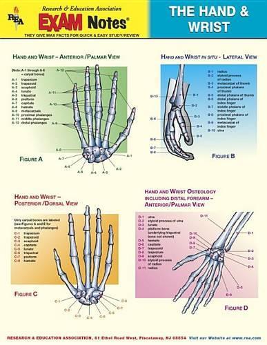 Exam Notes Hand and Wrist St: (English)