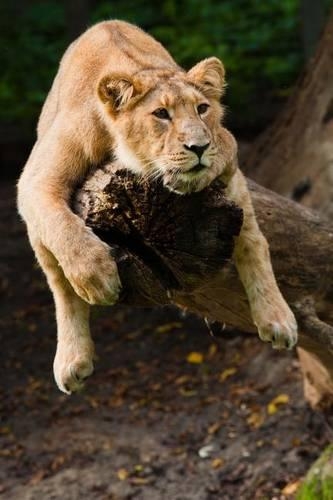 Lioness in a Tree Journal