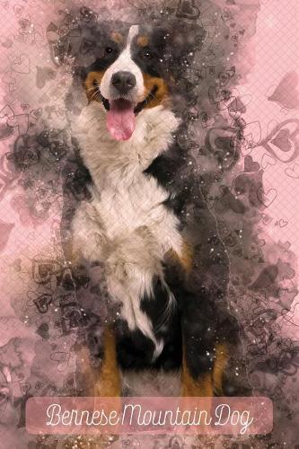Bernese Mountain Dog