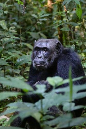 Chimpanzee in Uganda, Africa Journal