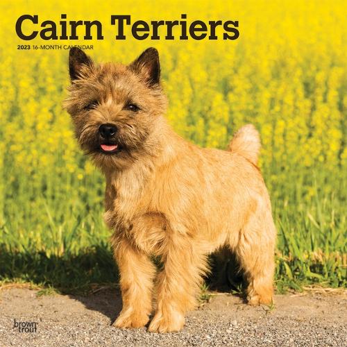 Cairn Terriers 2023 Square