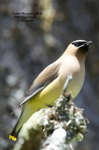 Cedar Waxwing Bird 100 Page Lined Journal