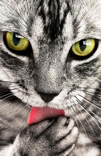 Bullet Journal for Cat Lovers Tabby Cat Face