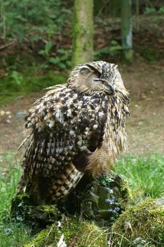 An Eagle Owl Perched Sleeping on a Stump in the Forest: Blank 150 Page Lined Journal for Your Thoughts, Ideas, and Inspiration(English)