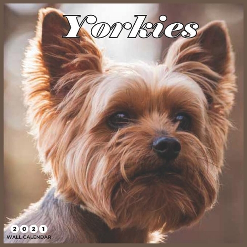 Yorkies 2021 Wall Calendar